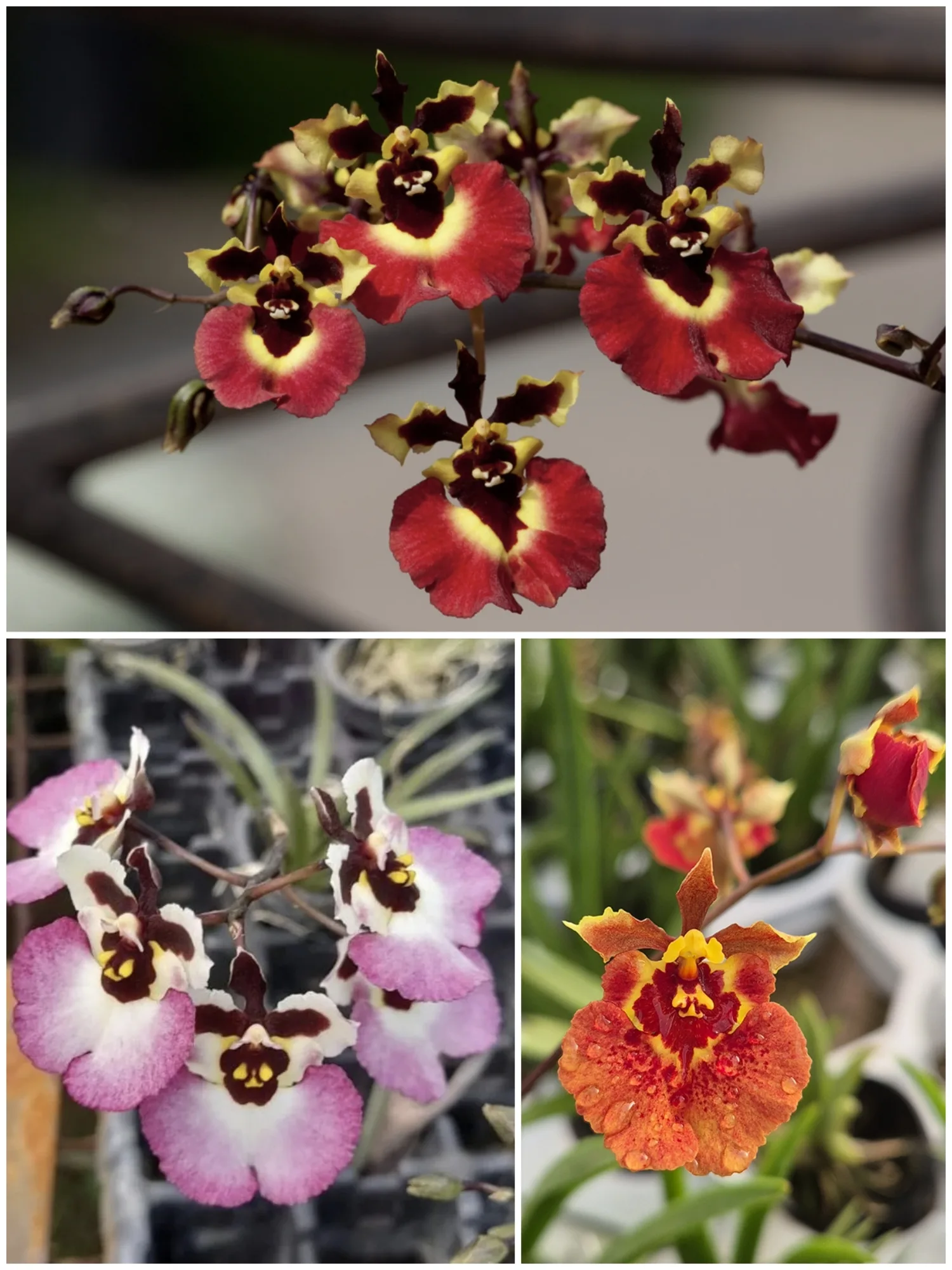 Tolumnia 3 Plant Combo Miniature Orchid