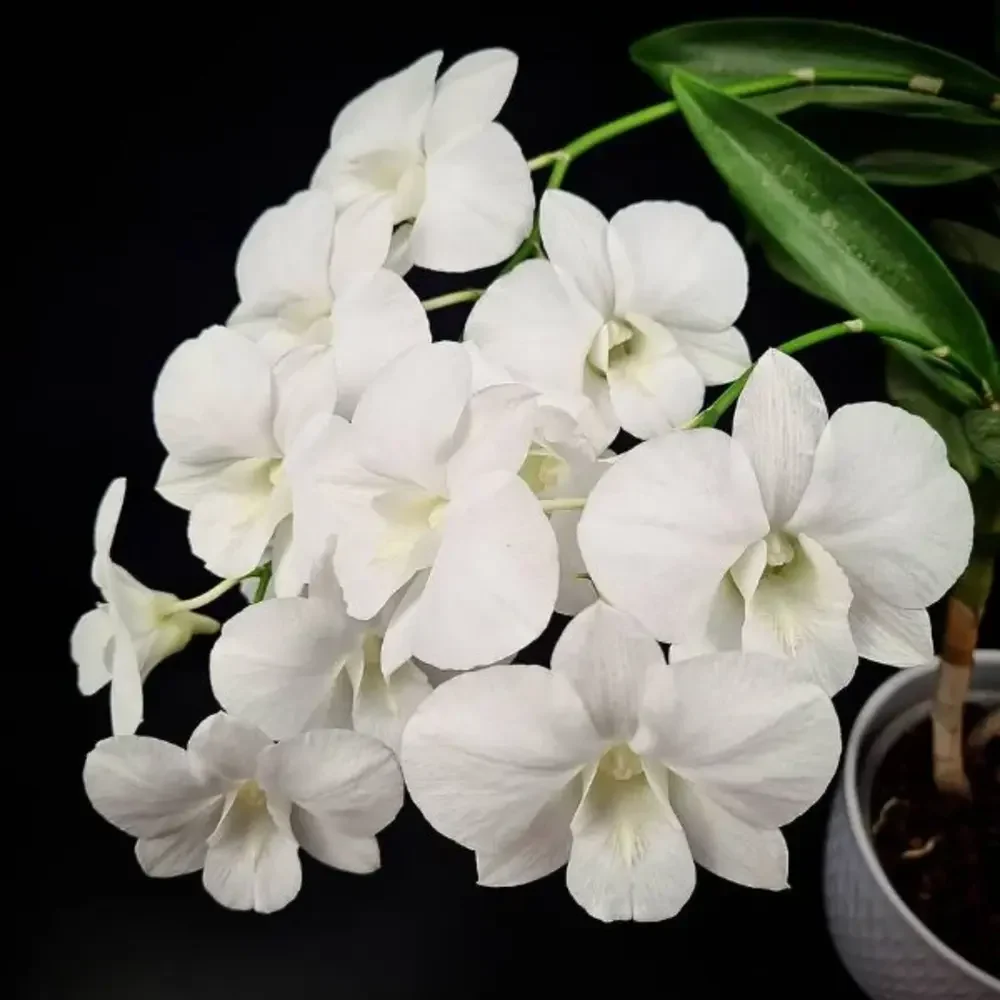 Assorted Dendrobium Seedling 5 Plant Combo