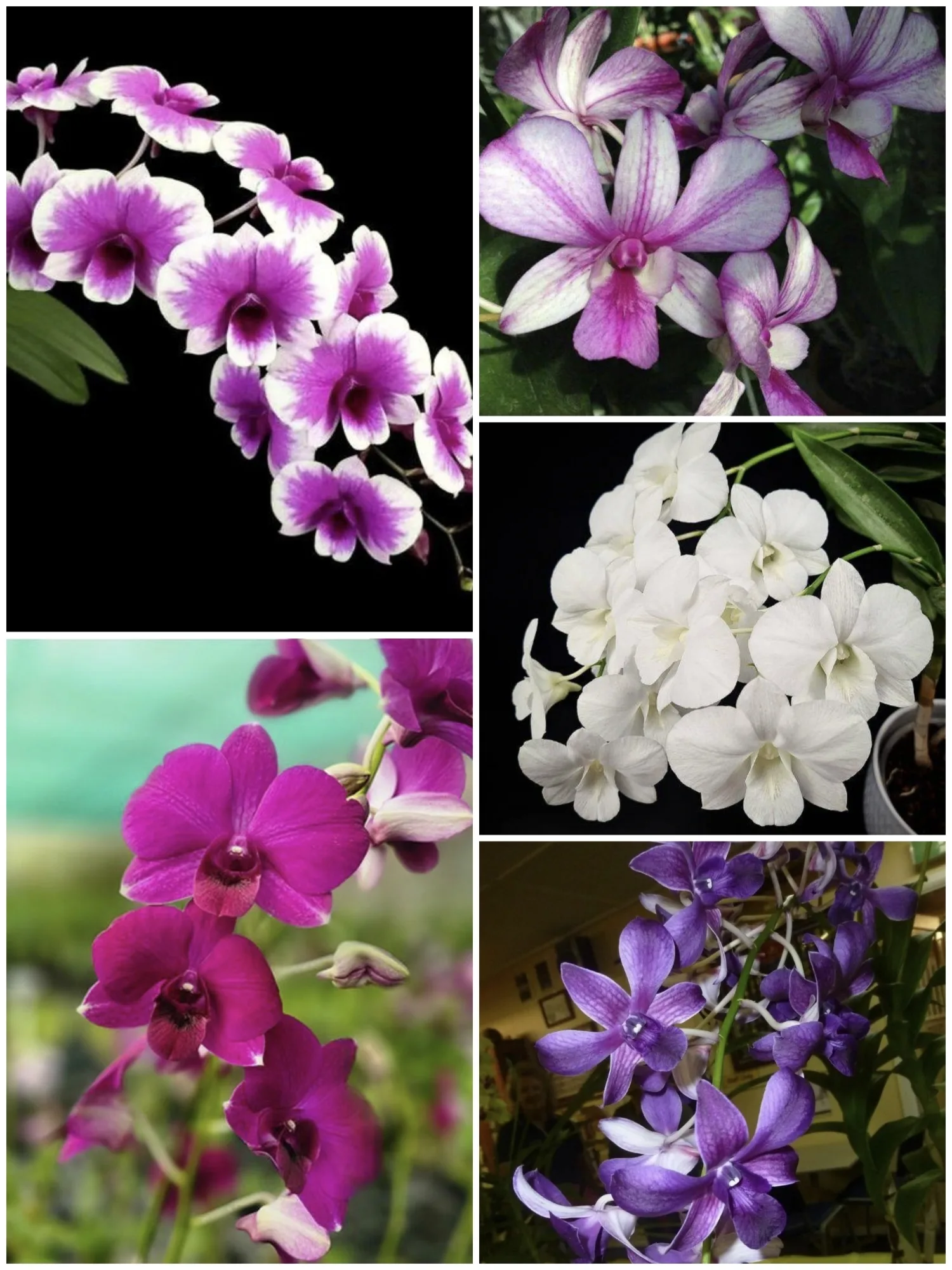 Assorted Dendrobium Blooming Size 5 Plant Combo