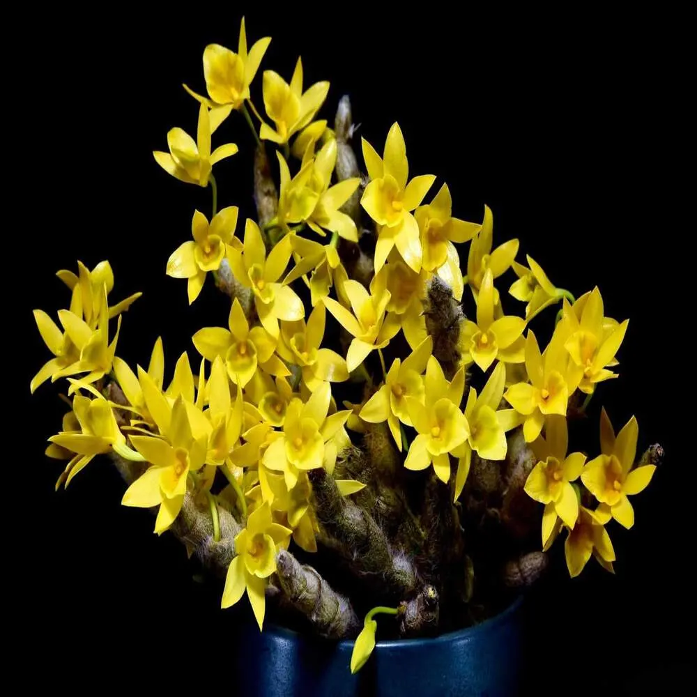 Dendrobium Senile Orchid Plant