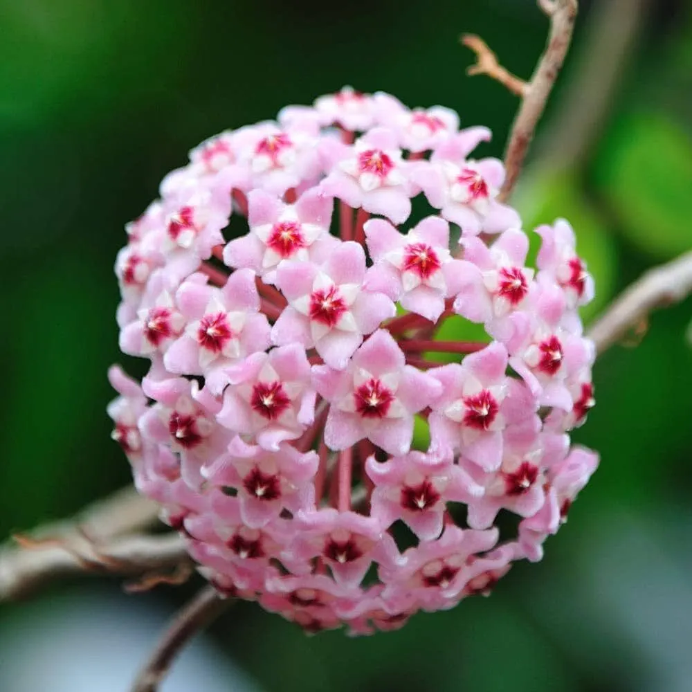 Hoya Carnosa Pink