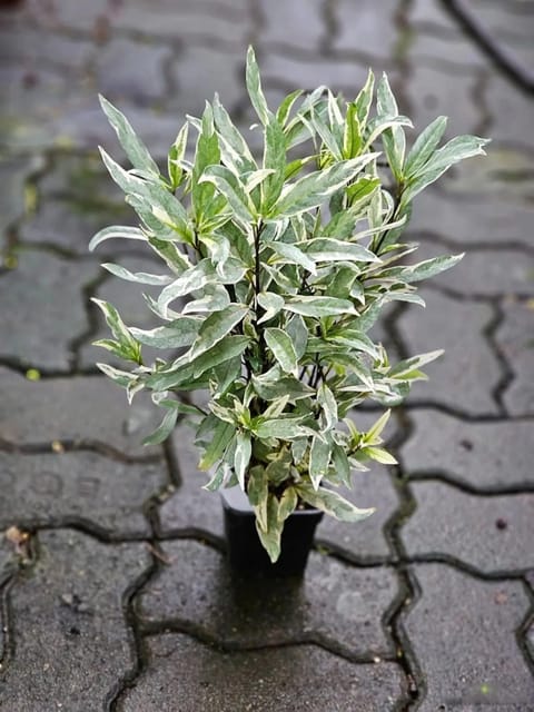 Justicia Gendarussa Variegata - Nili Nirgundi - Vathamkolli Variegata