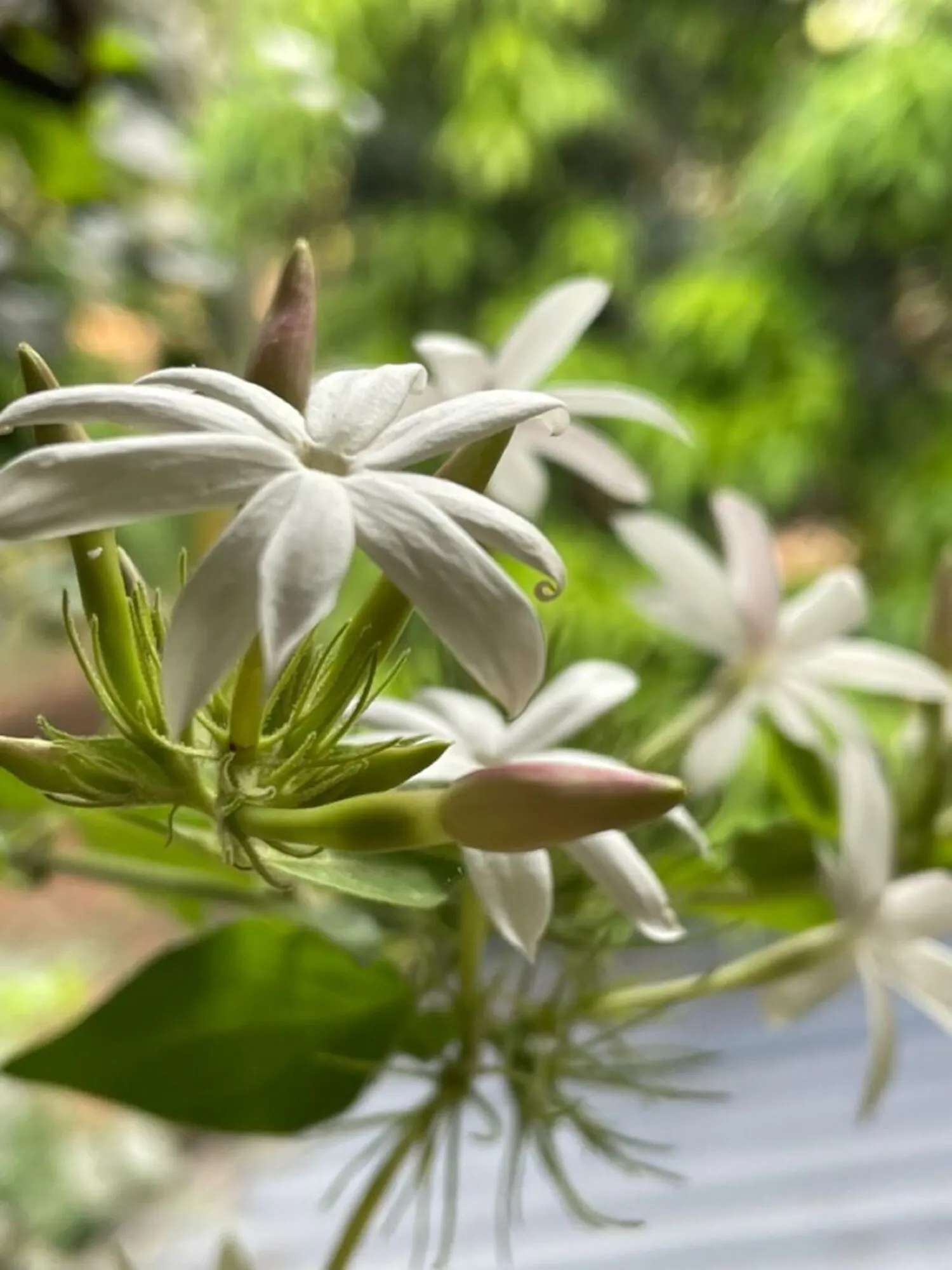 Rare Jasminum Grandiflorum - Pichakam Mogra Fragrance