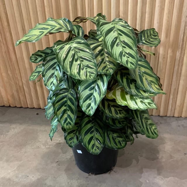 Calathea Makoyana 'Peacock Plant'