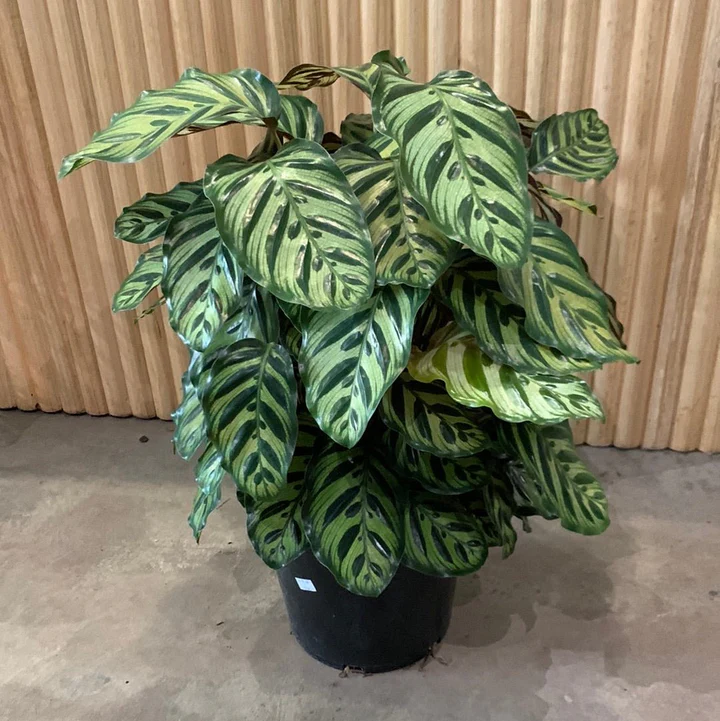 Calathea Makoyana 'Peacock Plant'