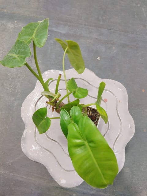 Burle Marx Philodendron
