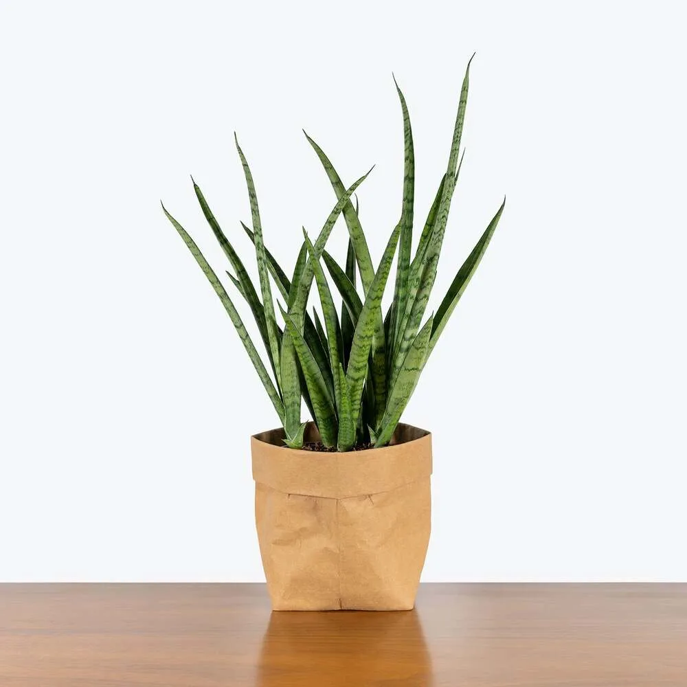Sansevieria Fernwood Mikado - Snake Plant Fernwood Mikado