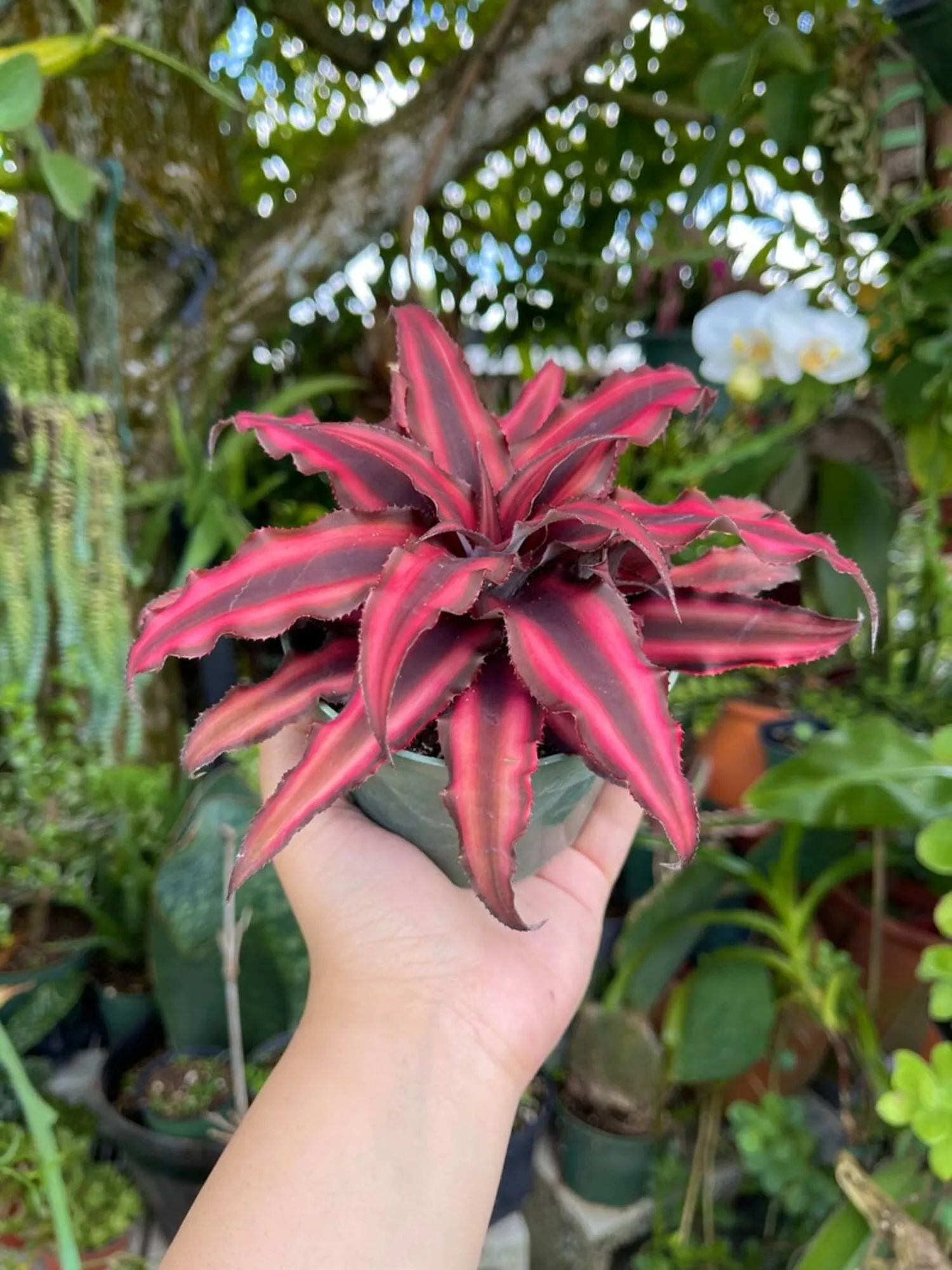 Eryptanthus Pink - Earth Star