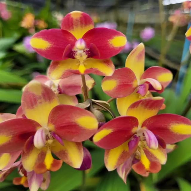 Spathoglottis Orange Yellow Fancy