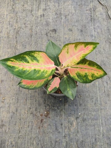 Buy Aglaonema Angel Wings Plant Online in India