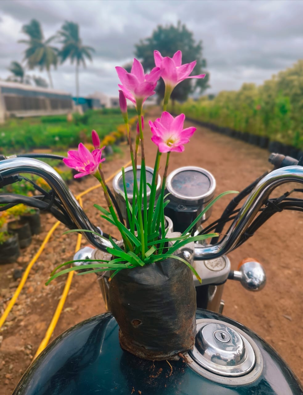 Rain Lily Plant (Pink)