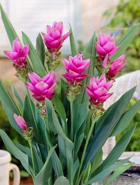 Curcuma Plant (Pink)