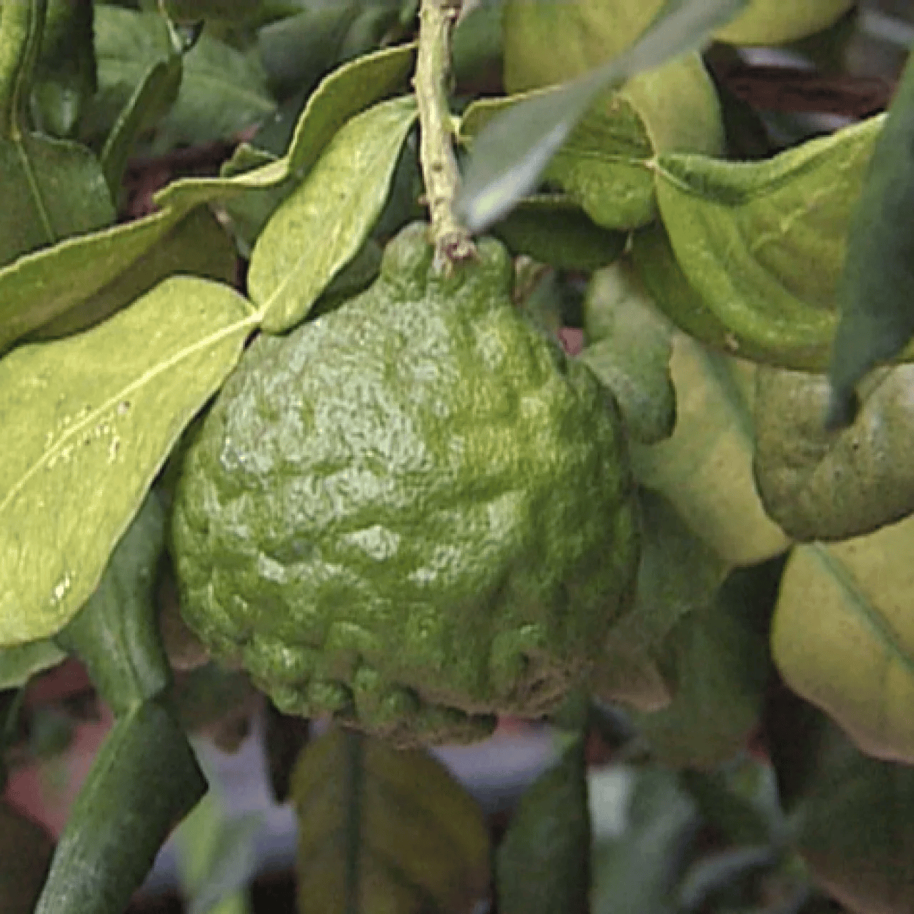 Kaffir Lime/Lemon Fruit Plant (Grafted)