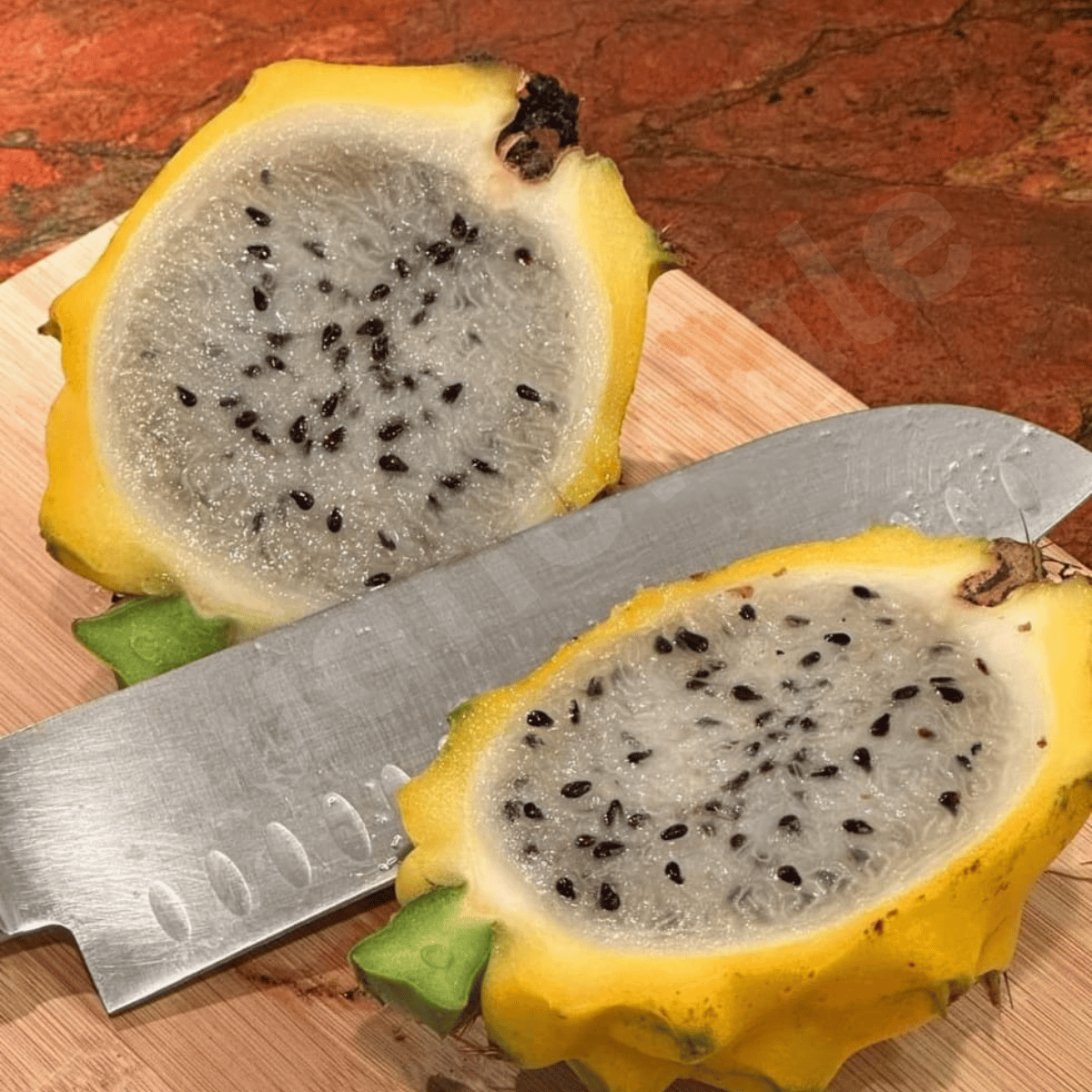 Equadorian Palora Dragon Fruit Plant - Grafted Long Plant