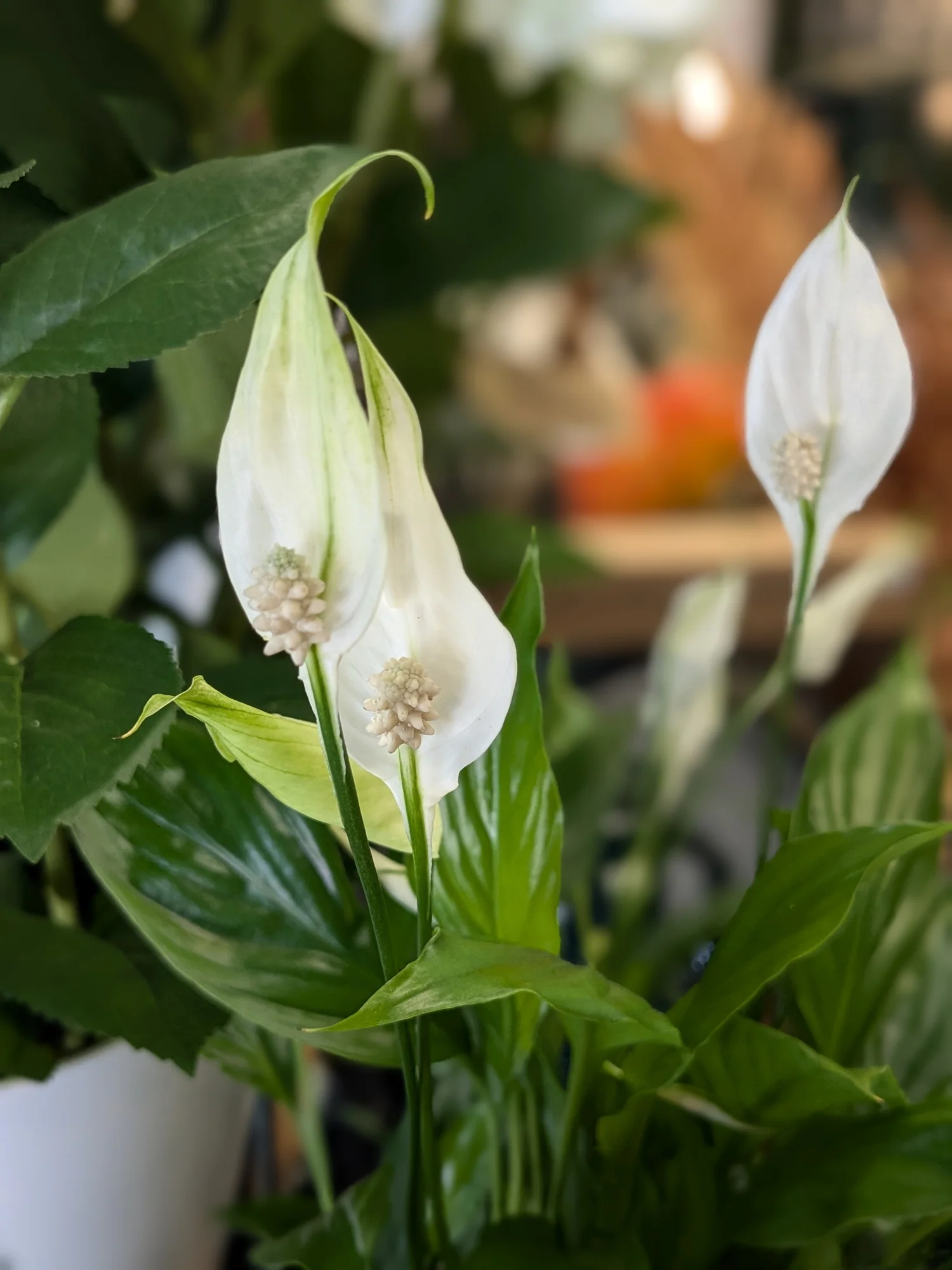 Peace Lilly - Spathiphyllum