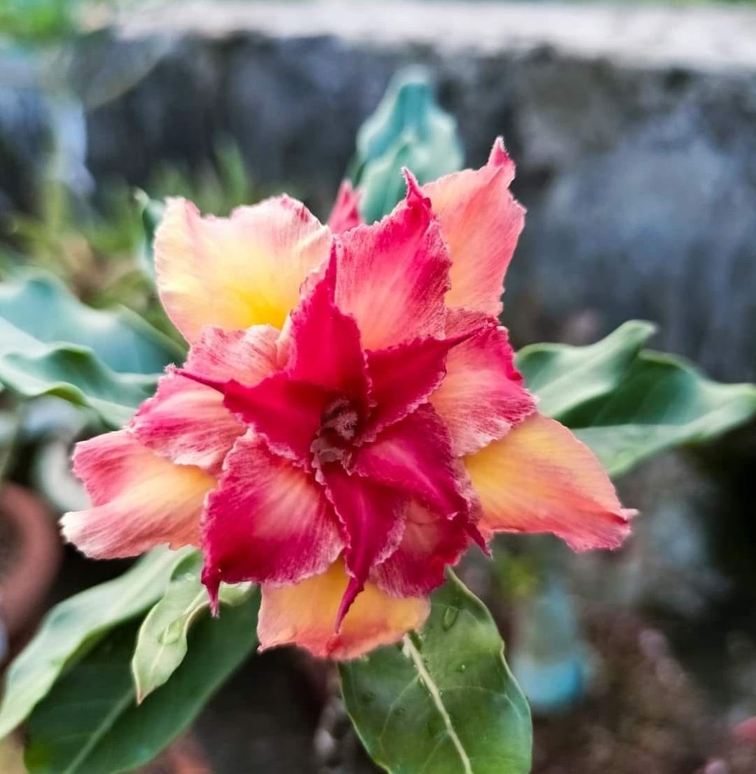 Rosy Variety Adenium Flower Plant ID Maple (Grafted)
