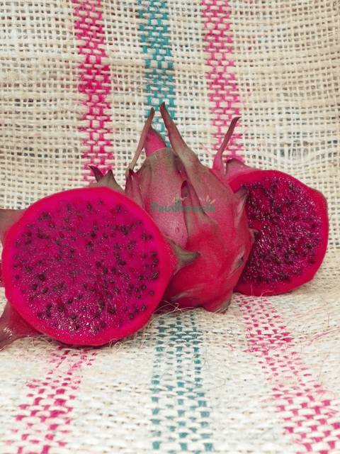 Zomarano Red Flesh Dragon Fruit Plant - Big Rooted Height - 2 Foot (20-24 inch)