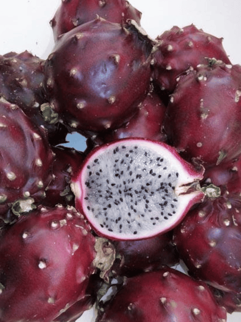 Baby Cerrado Dragon Fruit Plant
