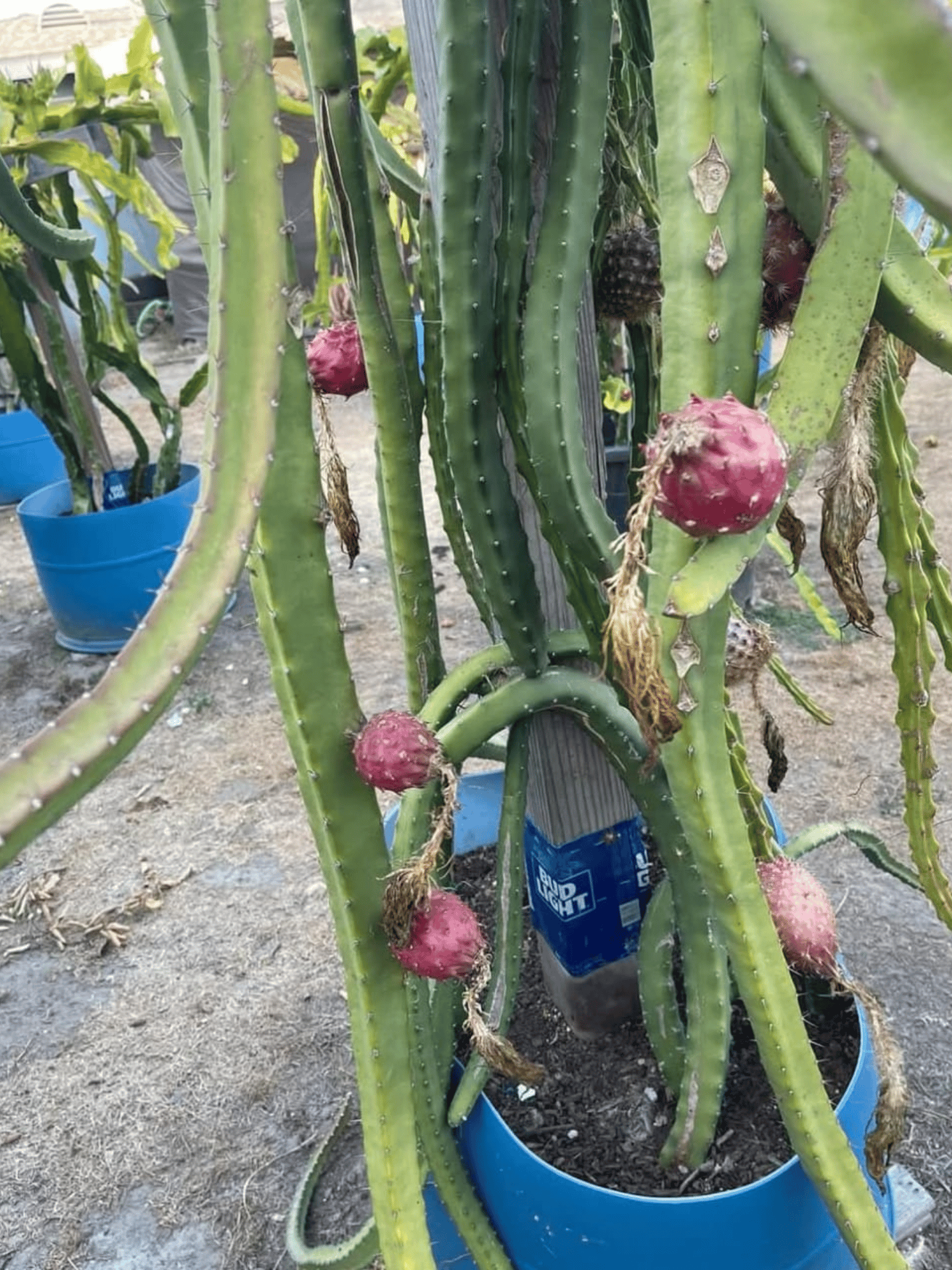 Black African Variety Dragon Fruit Plant - Grafted