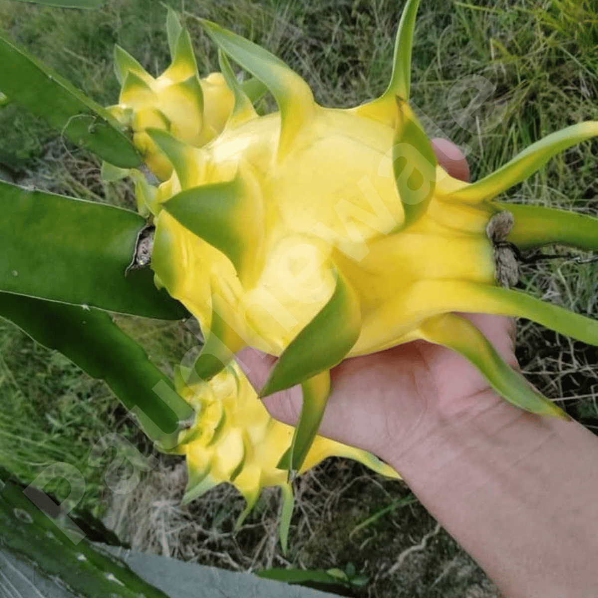 Israel Golden Yellow Dragon Fruit Plant (Cross-Pollinated)