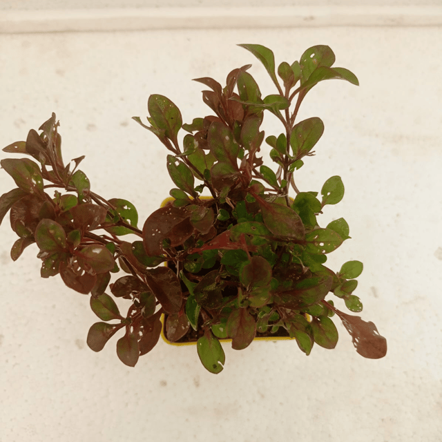Brazilian Alternanthera Red Plant (Bare Rooted)