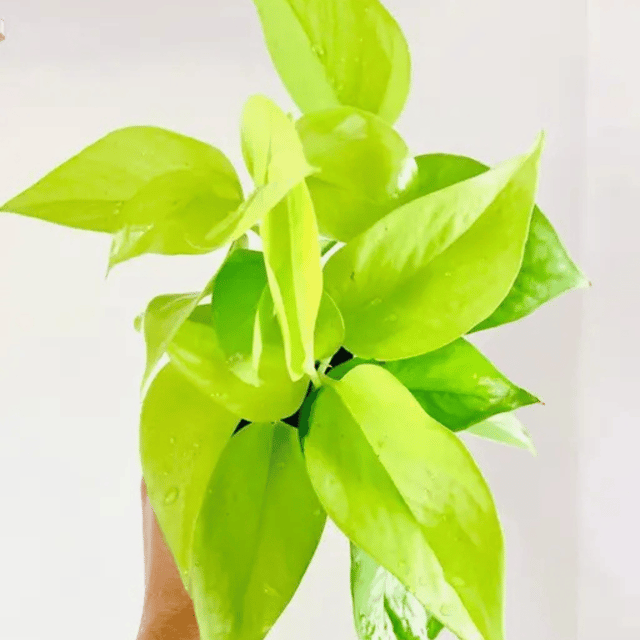 Golden Money Indoor Plant (Bare Rooted)