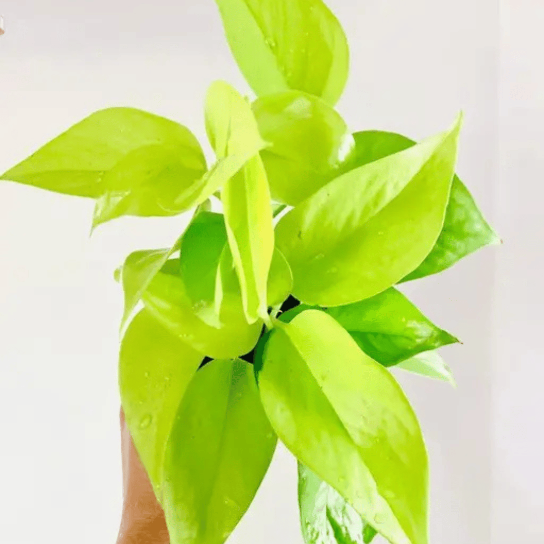 Golden Money Indoor Plant (Bare Rooted)