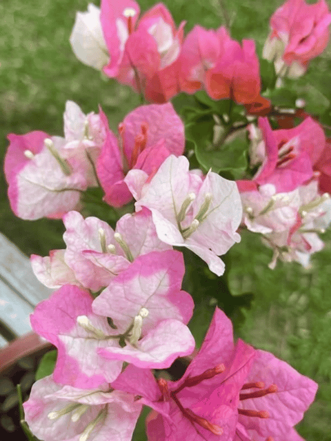 Splash Bougainvillea Flower Plant Splash Bougainvillea Flower Plant