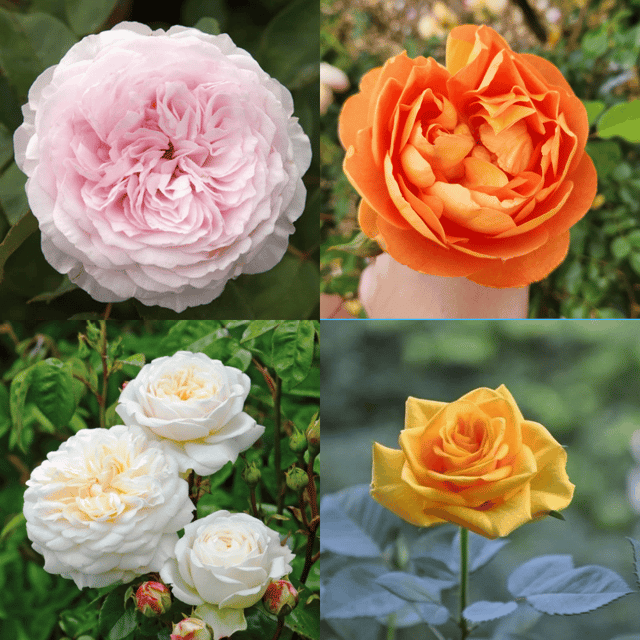Live Rose Plant Combo (Pack Of 4) - Grafted Live Rose Plant Combo (Pack Of 4) - Grafted