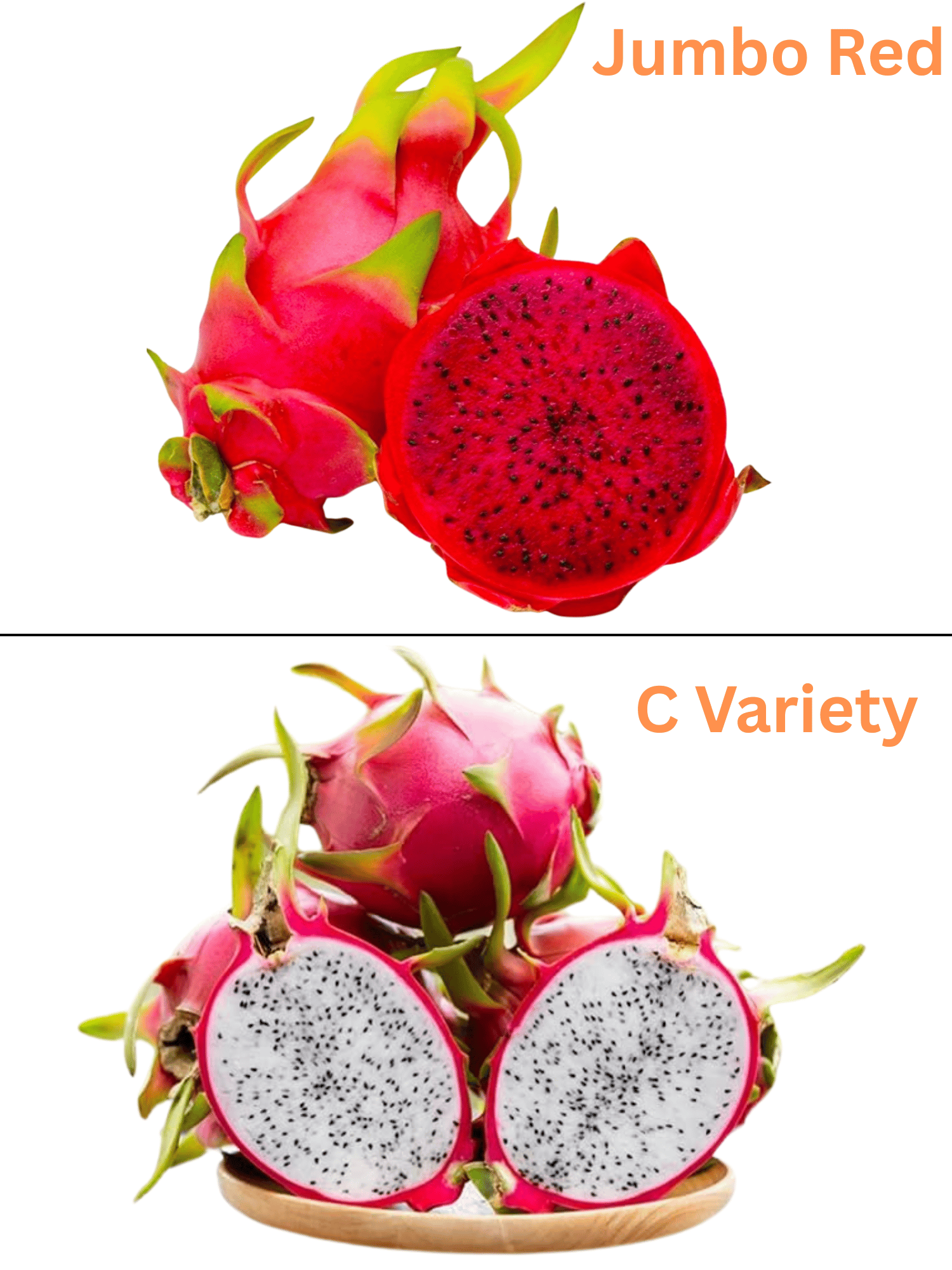 Dragon Fruit Plant Combo Pack Of 2 (Jumbo Red + C Variety)