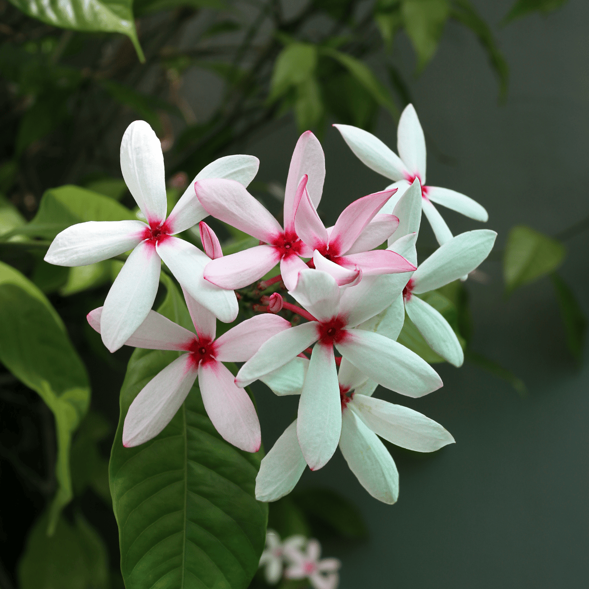 Kopsia Pink Gardenia Flowers Plant