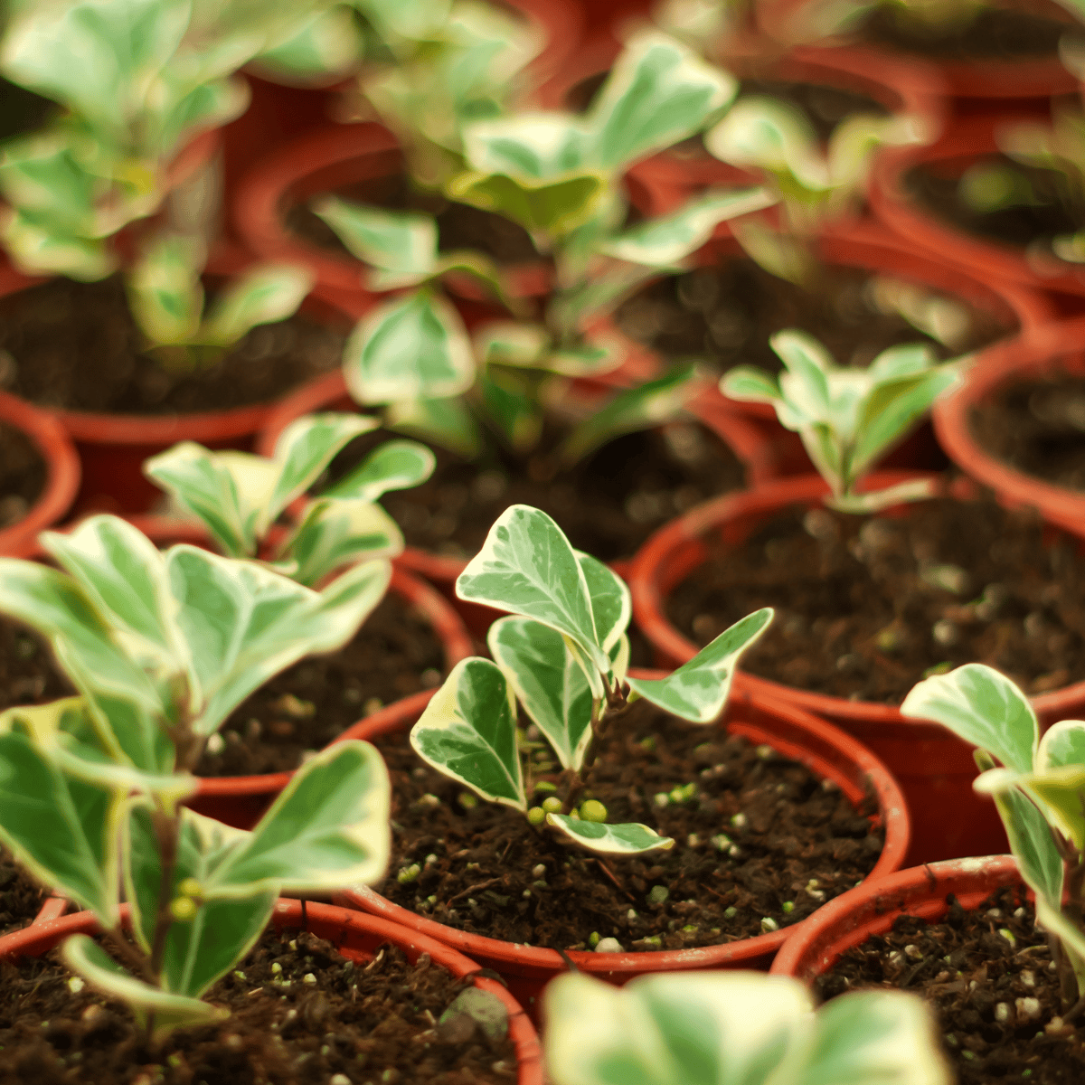 Ficus Triangularis Variegata Plant