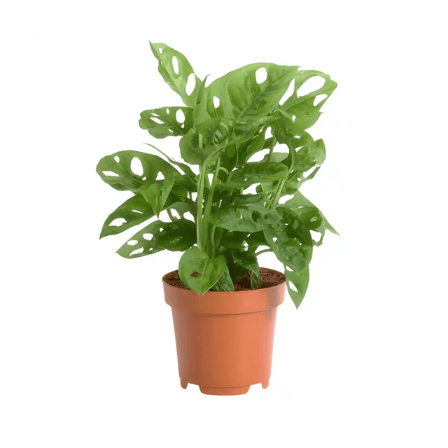 Monestera Broken Heart Indoor Plant With Pot