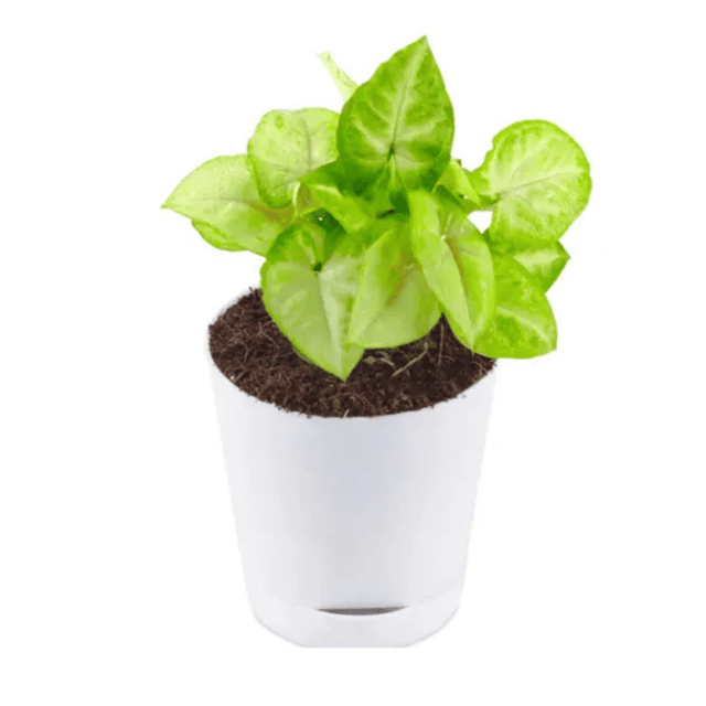White Syngonium Indoor Plant in Self Watering Pot