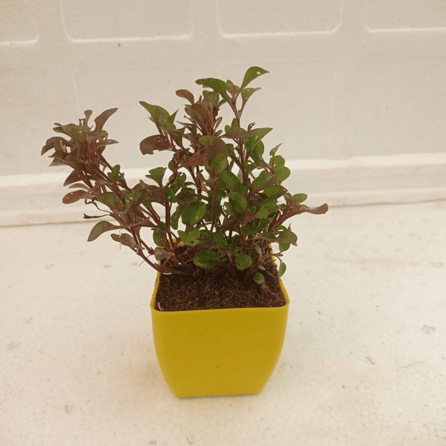 Brazilian Alternanthera Red Plant With Pot