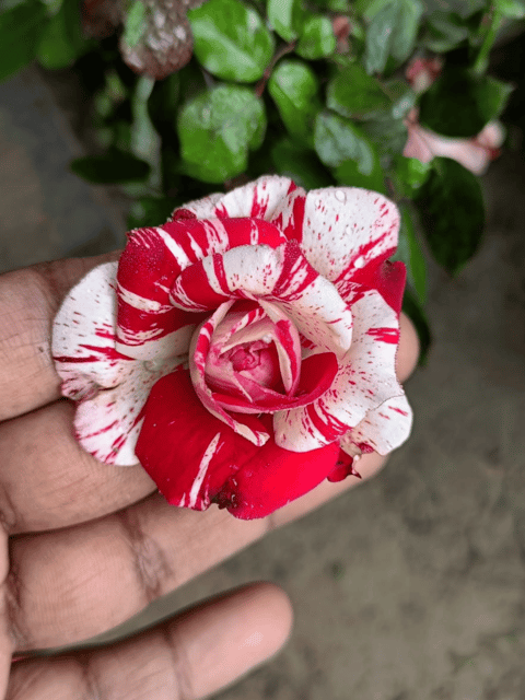 Abracadabra Rose Plant | White Blood Rose Plant - Grafted