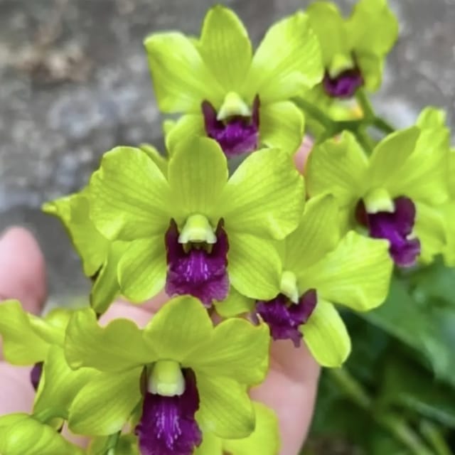 Dendrobium Greenway Orchid