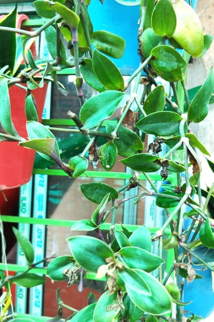Tradescantia Cerinthoides (Creeper Orchid) | SET OF 2