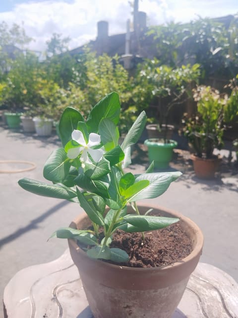 Periwinkle ( White Flower)