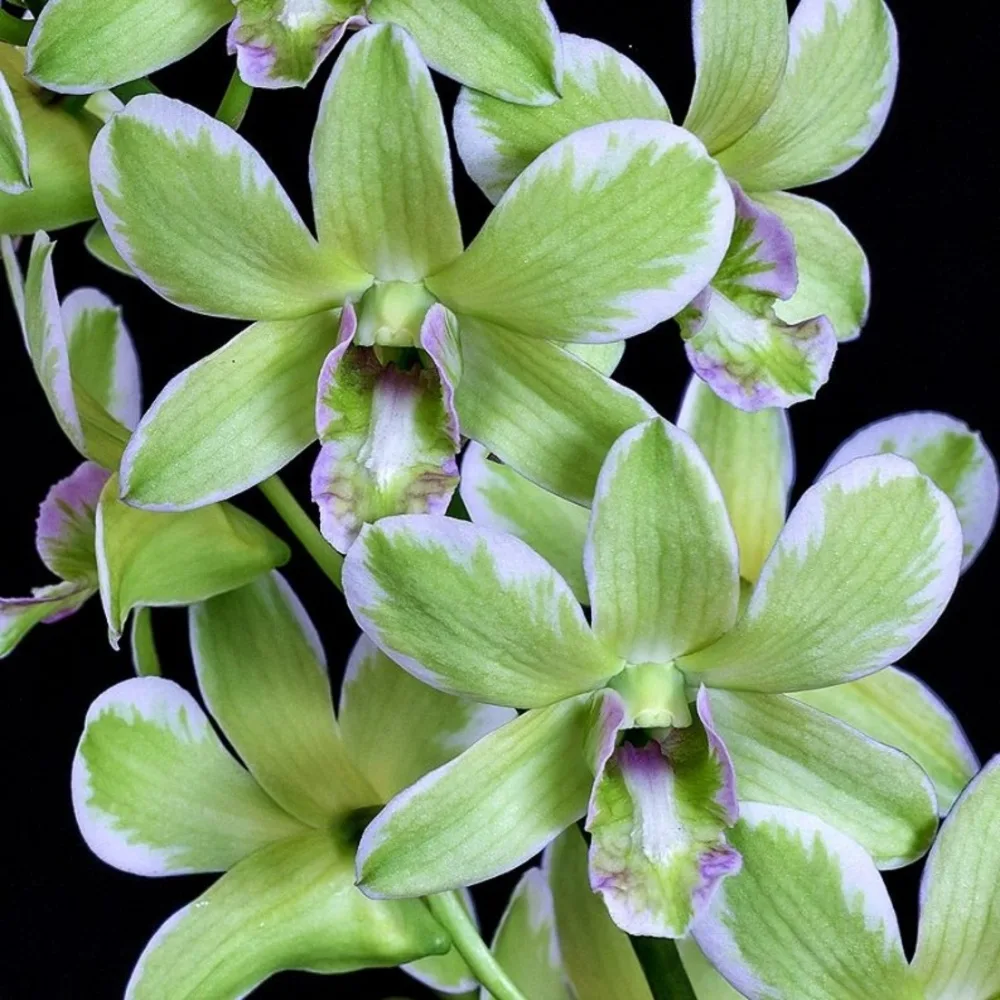 Dendrobium Burana Green Variegated