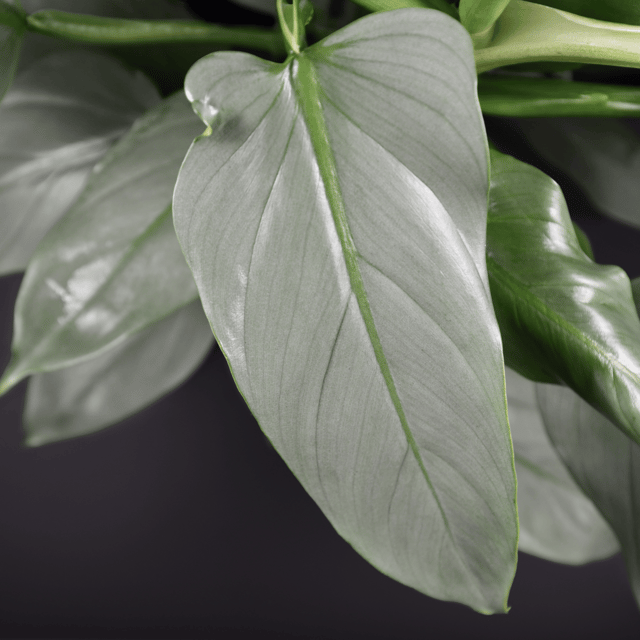 Philodendron Silver Sword Indoor Plant (Bare Rooted)