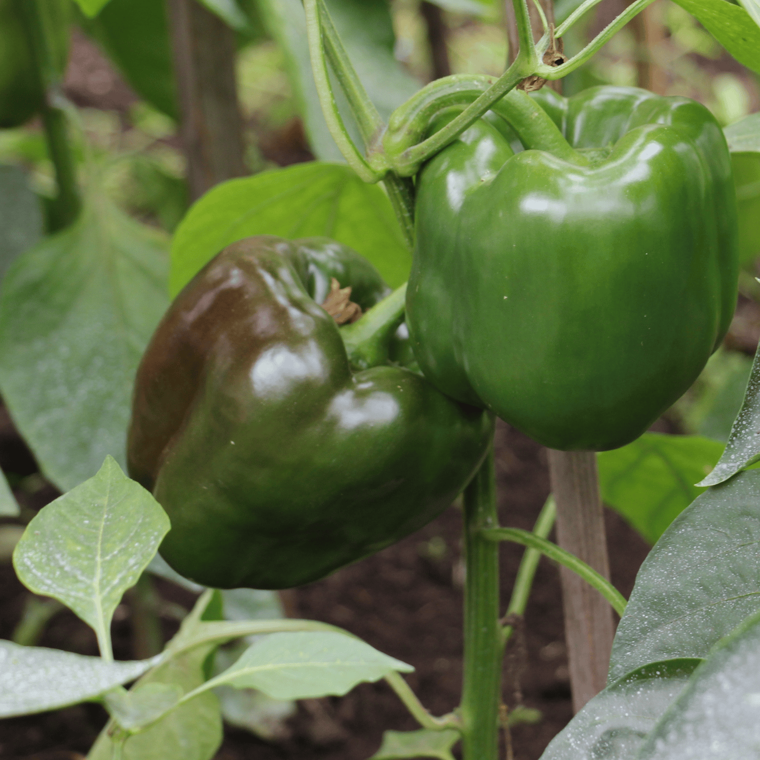 Organic (Desi) Capsicum(Green) Seeds(Pack Of - 20 Seeds)