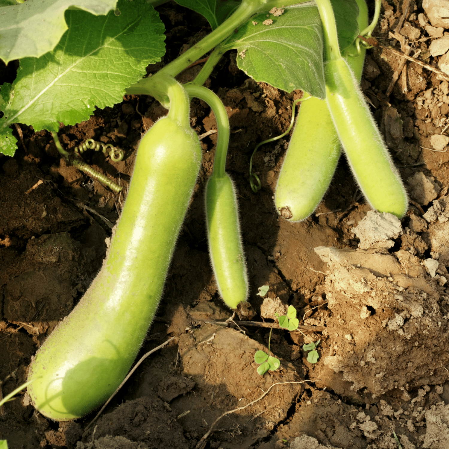 Organic (Desi) Louki/Bottle Gourd(Long) Seeds(Pack Of - 15 Seeds)