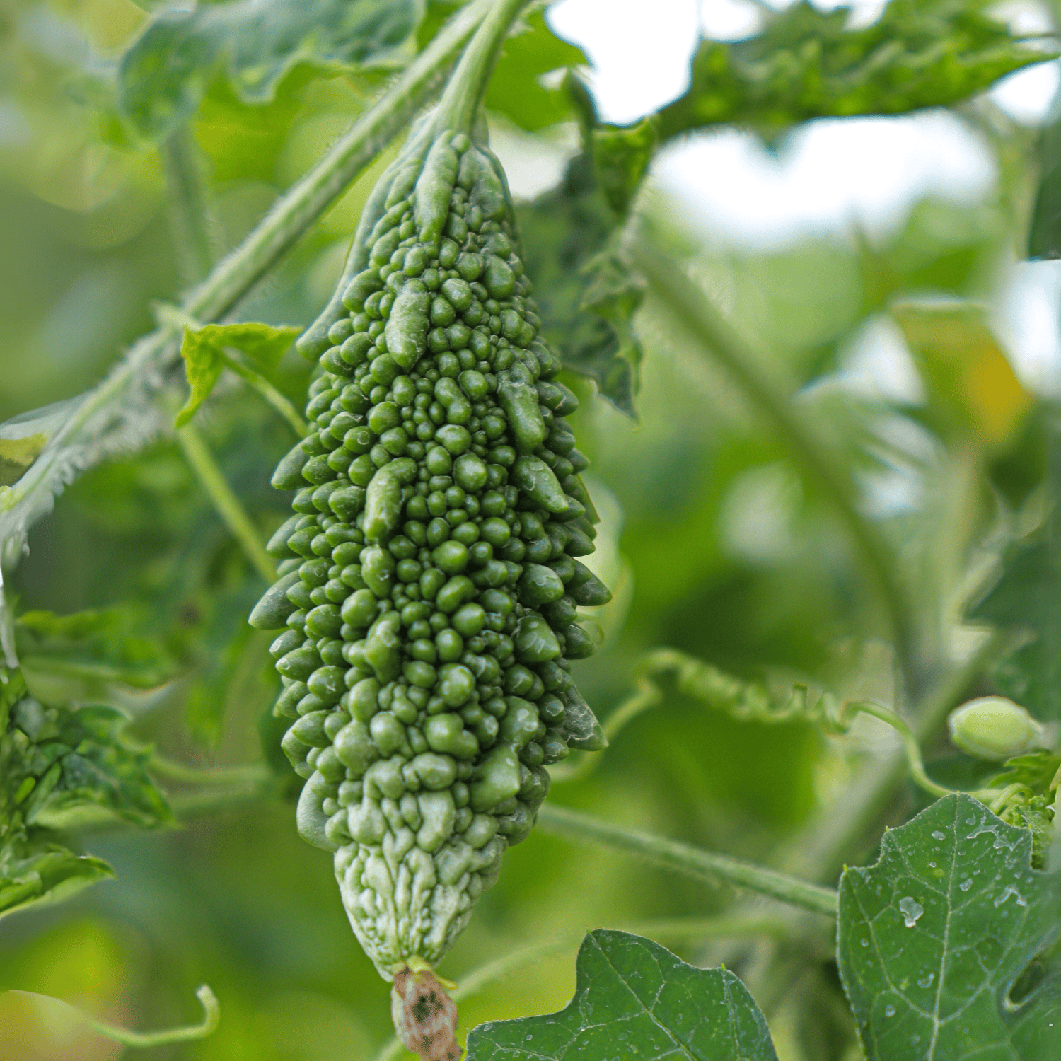 Organic (Desi) Karela/Momordica charantia Seeds(Pack Of - 15 Seeds)