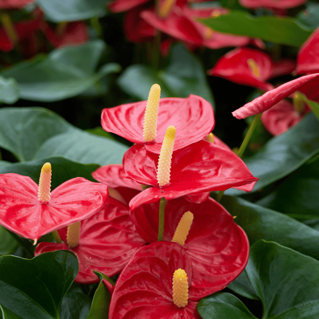Anthurium Flower  Plant