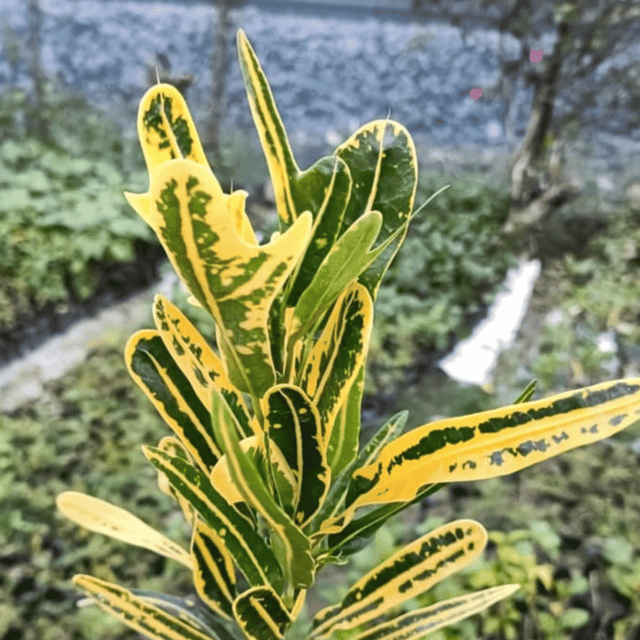 Banana Croton  Plant (Codiaeum Variegatum)