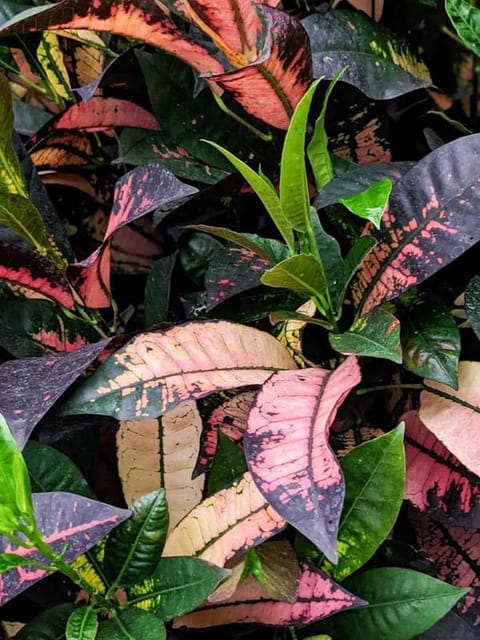 Iceton Croton Plant (Codiaeum Variegatum) Iceton Croton Plant (Codiaeum Variegatum)