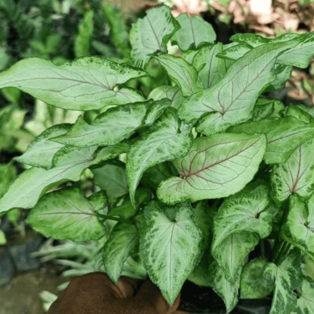 Syngonium Berry Allusion Plant Syngonium Berry Allusion Plant