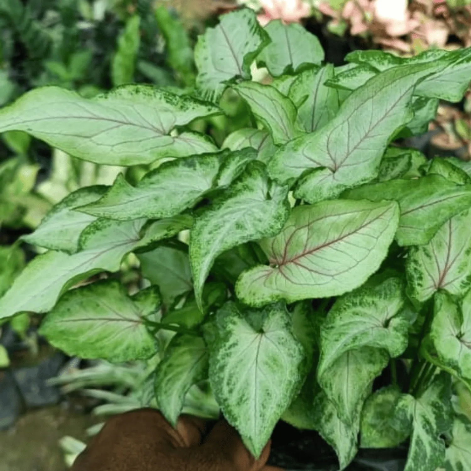 Syngonium Berry Allusion  Plant