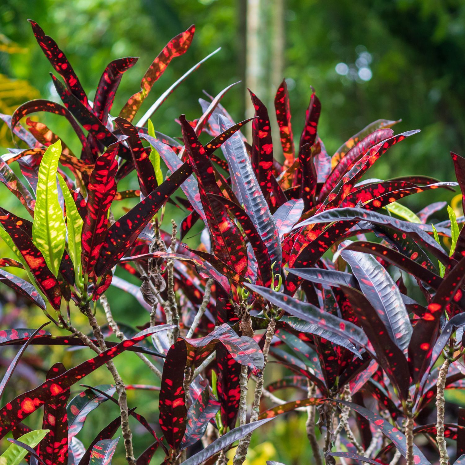 Codiaeum Variegatum Croton Plant